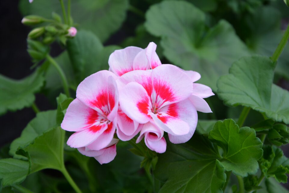 Plant garden fulfillment