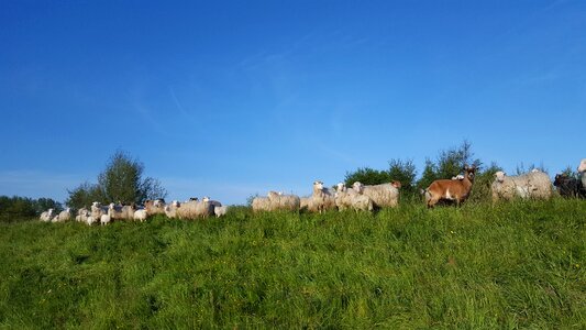Moor german heath and borkum sheep