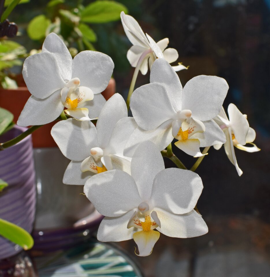 Yellow white pot plant