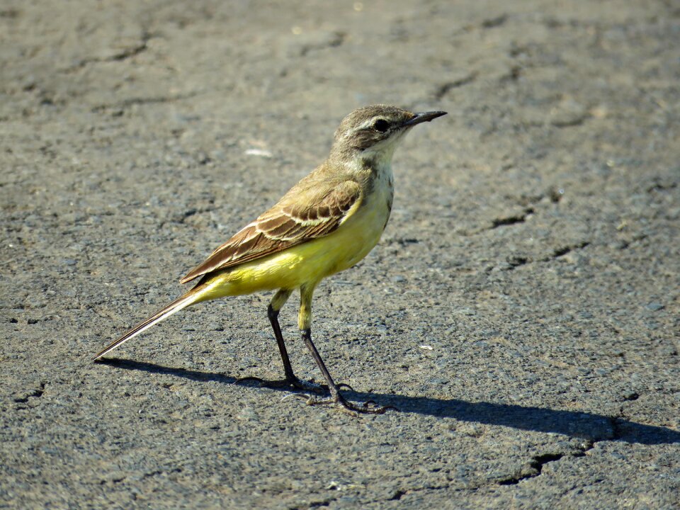 Bird animal world nature