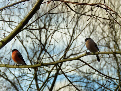 Couple bird tree photo