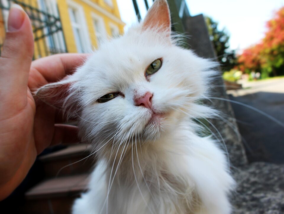 Street cat cute cat whiskers