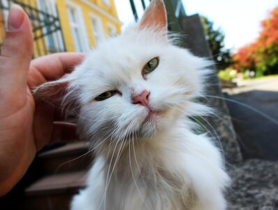 Street cat cute cat whiskers