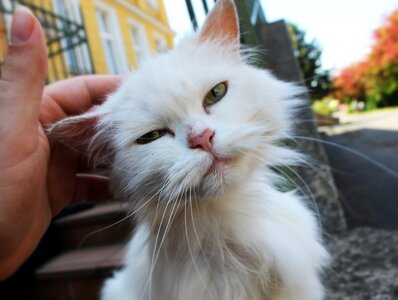 Street cat cute cat whiskers photo