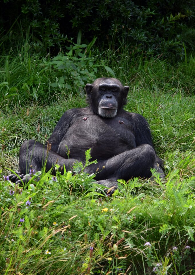 Cool is chimpanzee