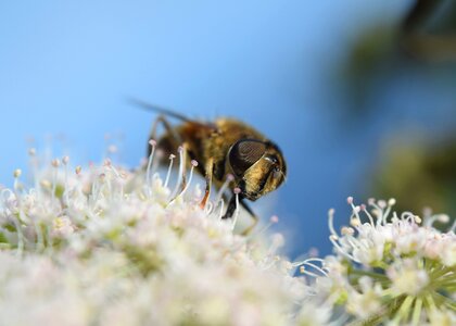 Bloom insect macro photo