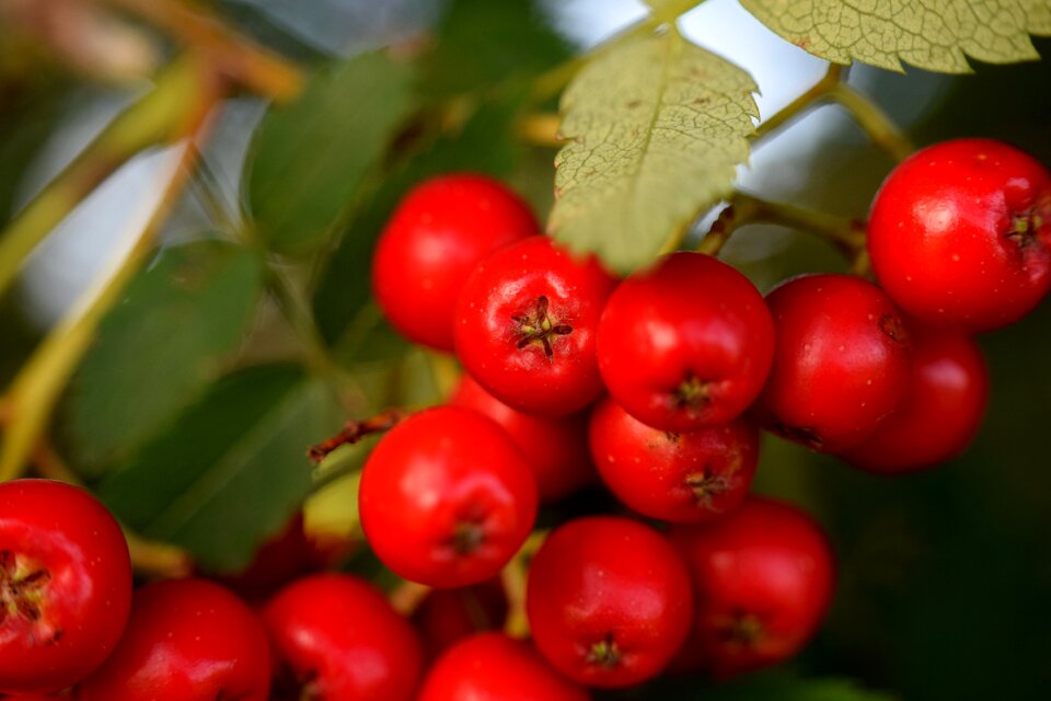 Nature mountain ash toxic
