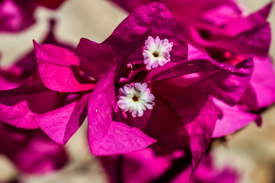 Garden nature floral