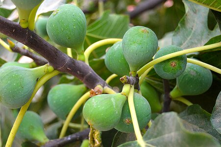 Fig tree green sweet