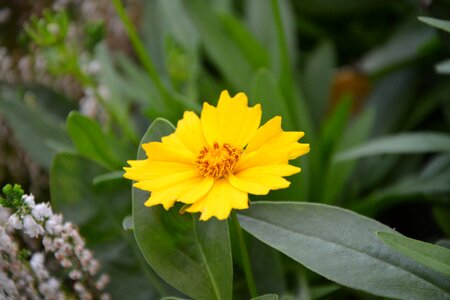 Coreopsis plant yellow was
