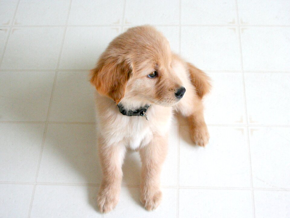 Pet animal cute
