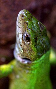 The lizard green reptile