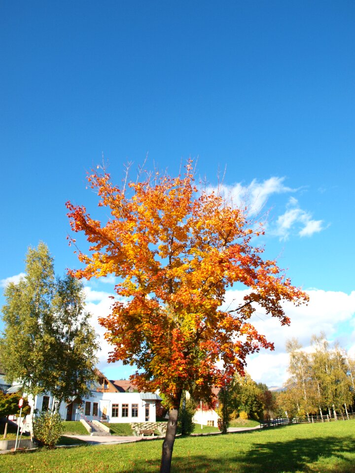 Autumn nature leaf