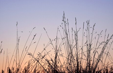 Blades of grass halme sky