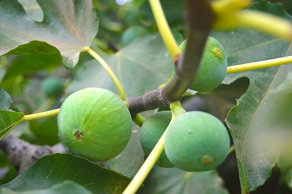 Fig tree sweet green