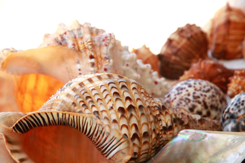 Sea seashell marine