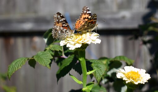 Nature butterflies gray butterfly photo