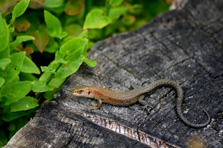 Tourism closeup nature photo