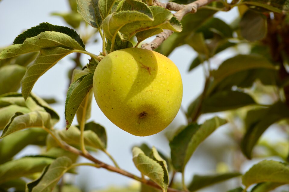 Mature healthy autumn