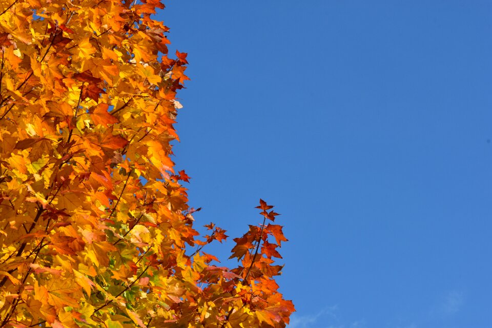 Yellow seasons of the year nature