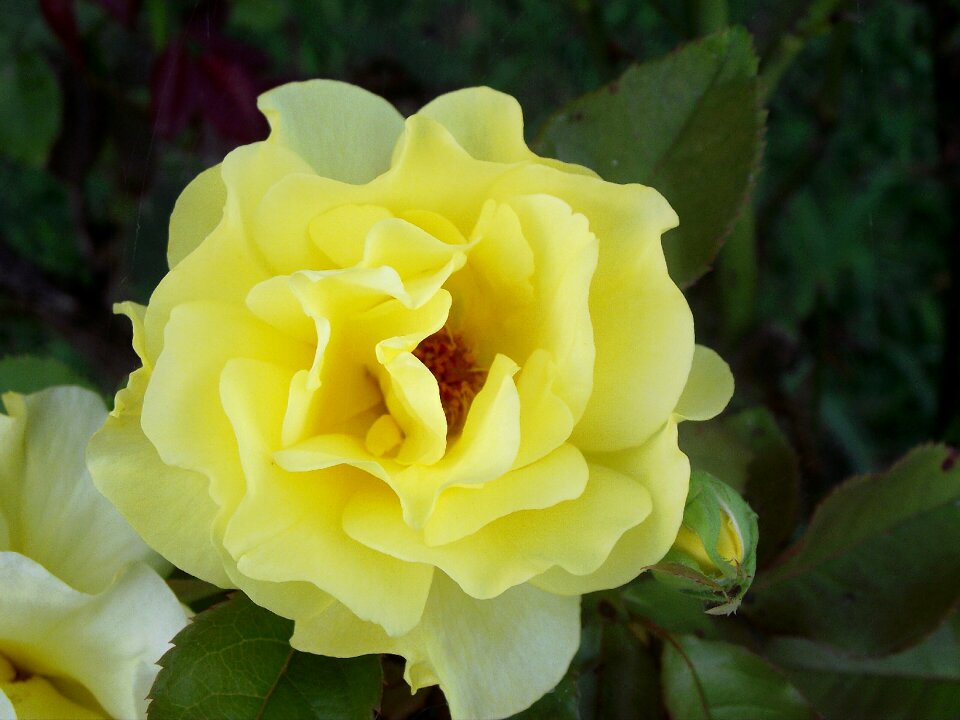 Rose nature spring