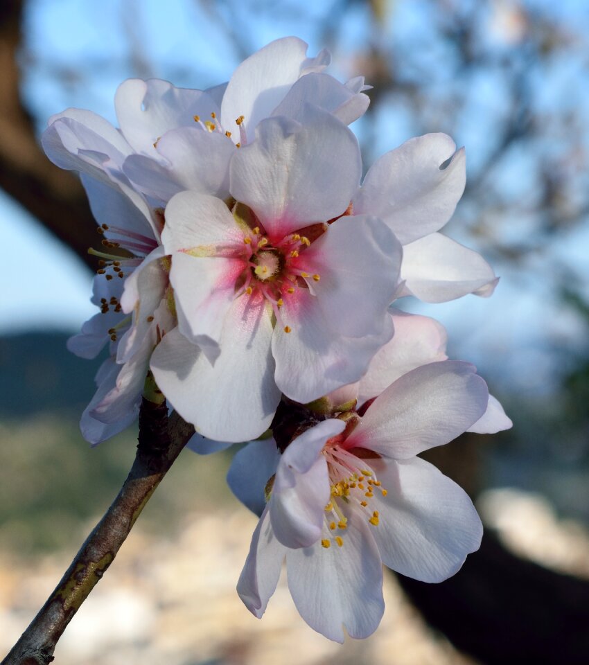 Tree nature almond tree