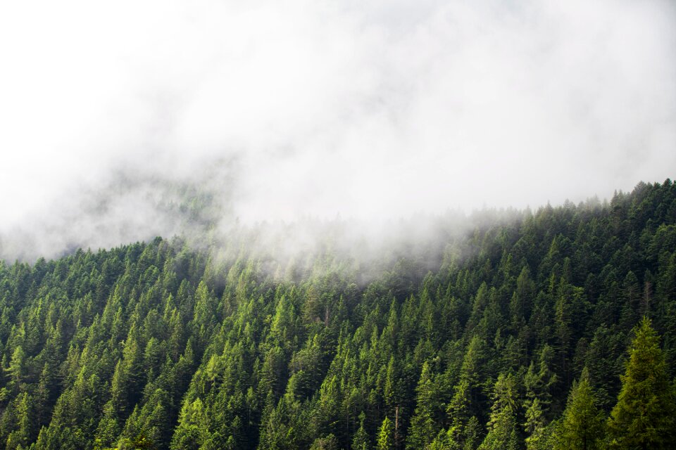 Nature forest fog