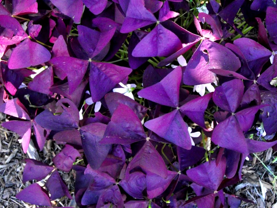 Pattern lilac nature lilac pattern
