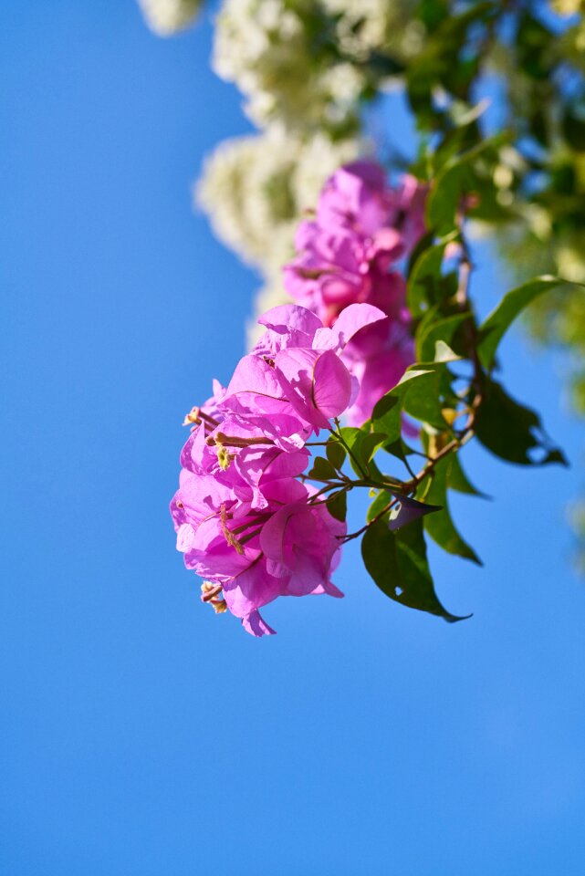 Spring garden purple photo