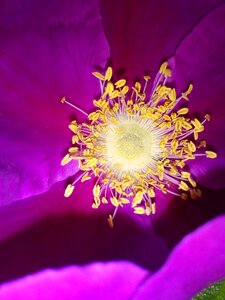 Core flower rose hip