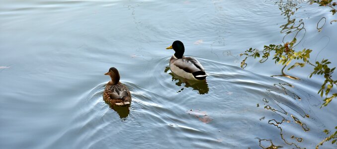 Nature water wild ducks