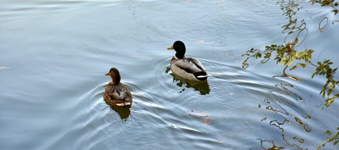 Nature water wild ducks photo