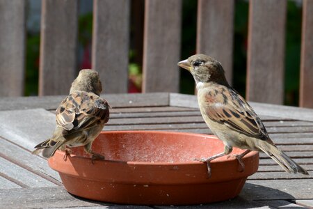 Animal world feeding plumage