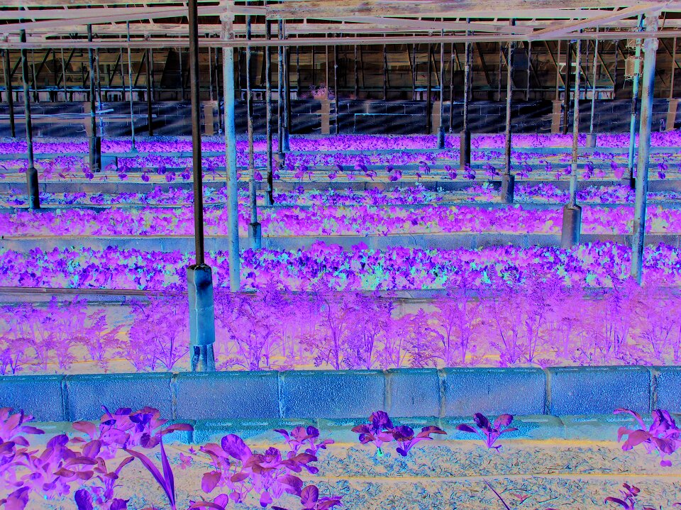 Urban farming gardening garden
