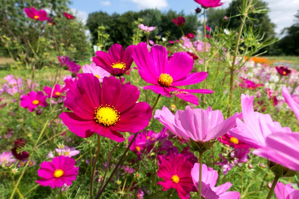 Blossom bloom summer