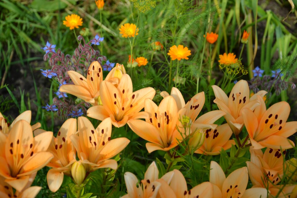 Dacha salmon lilies garden flowers