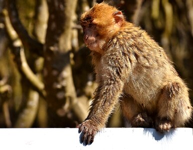 Animal wild animal zoo