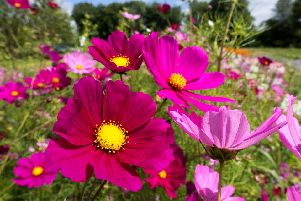 Blossom bloom summer