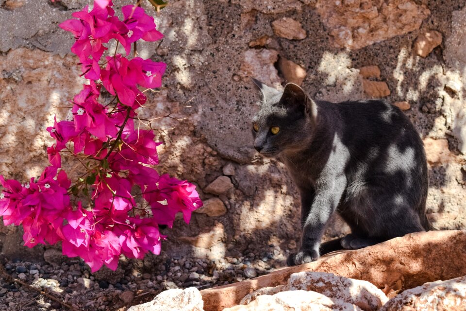 Animal outdoor flower