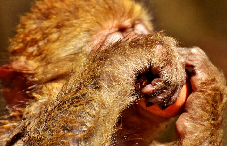 Eat endangered species animal