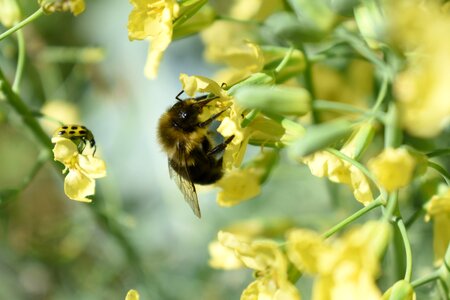 Pollen broccoli bumblebee