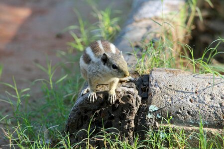Animal summer wildlife