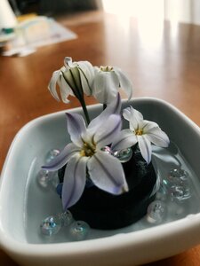 Flowers indoors Free photos