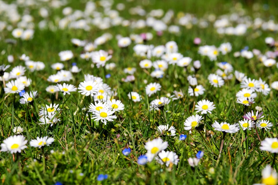 Bloom spring flowers