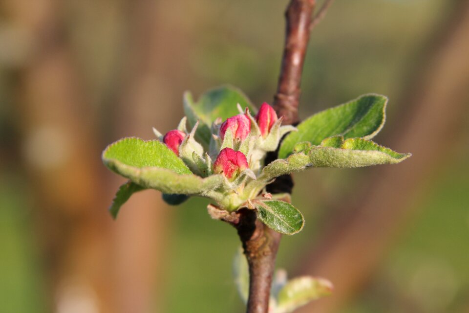 Tree close up apple