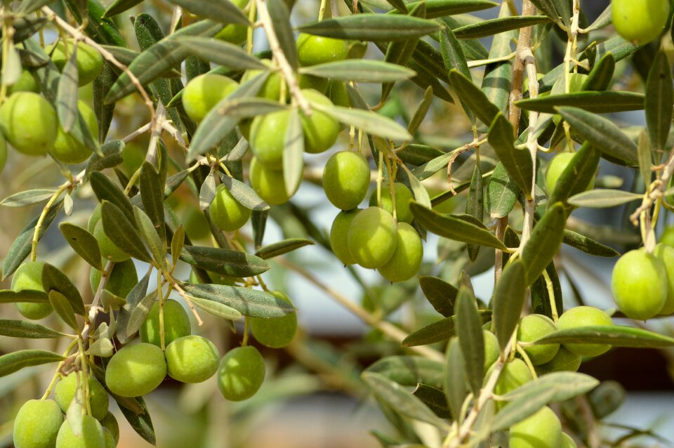 Abundance loaded olive