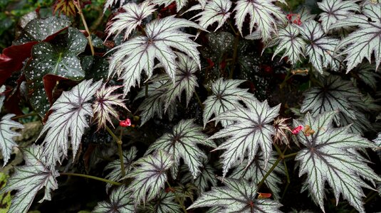 Foliage plants cute houseplant