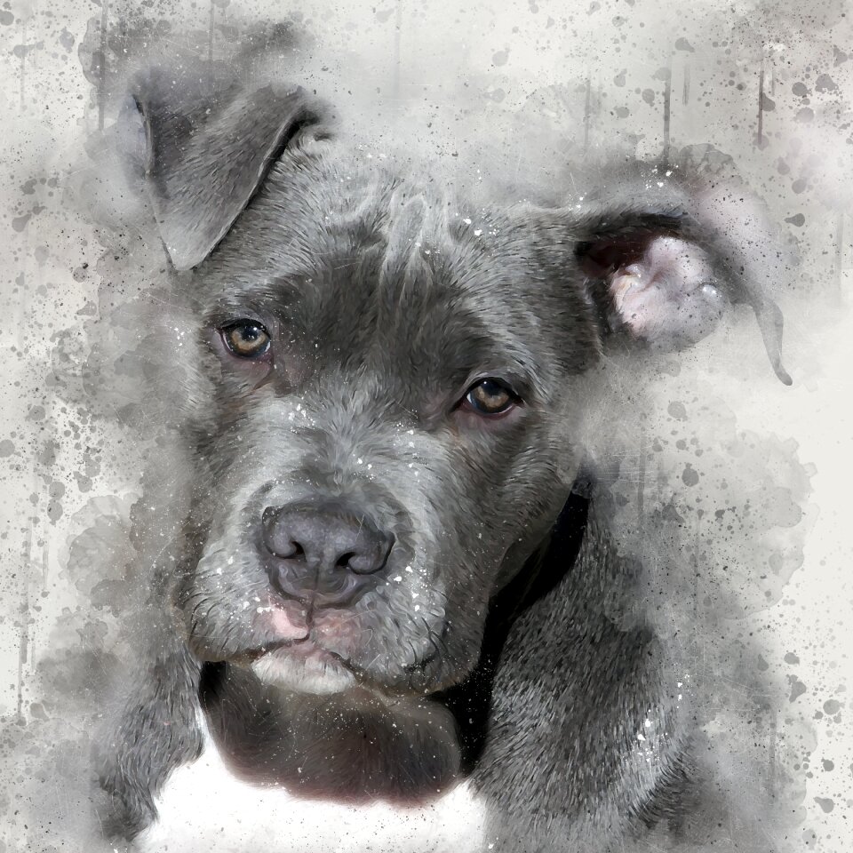 Watercolor dog watercolor painting painted dog