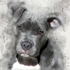 Watercolor dog watercolor painting painted dog
