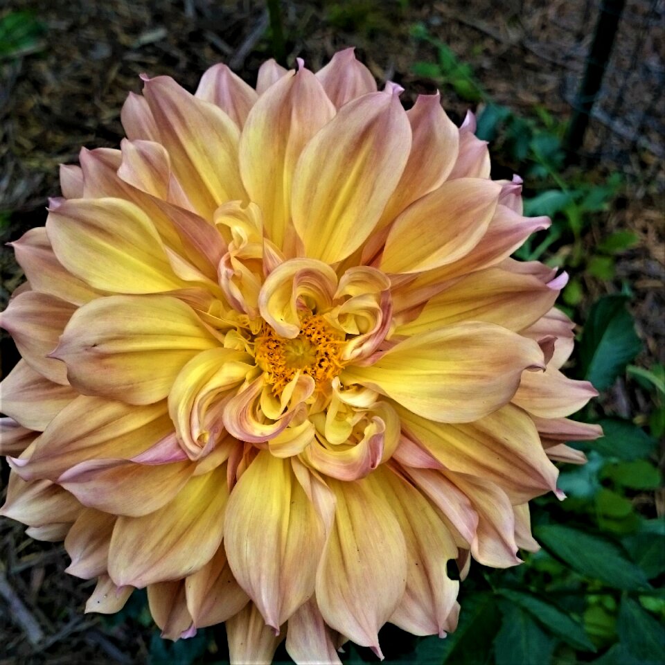 Flower yellow peachy